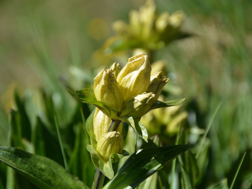 Gentiana punctata